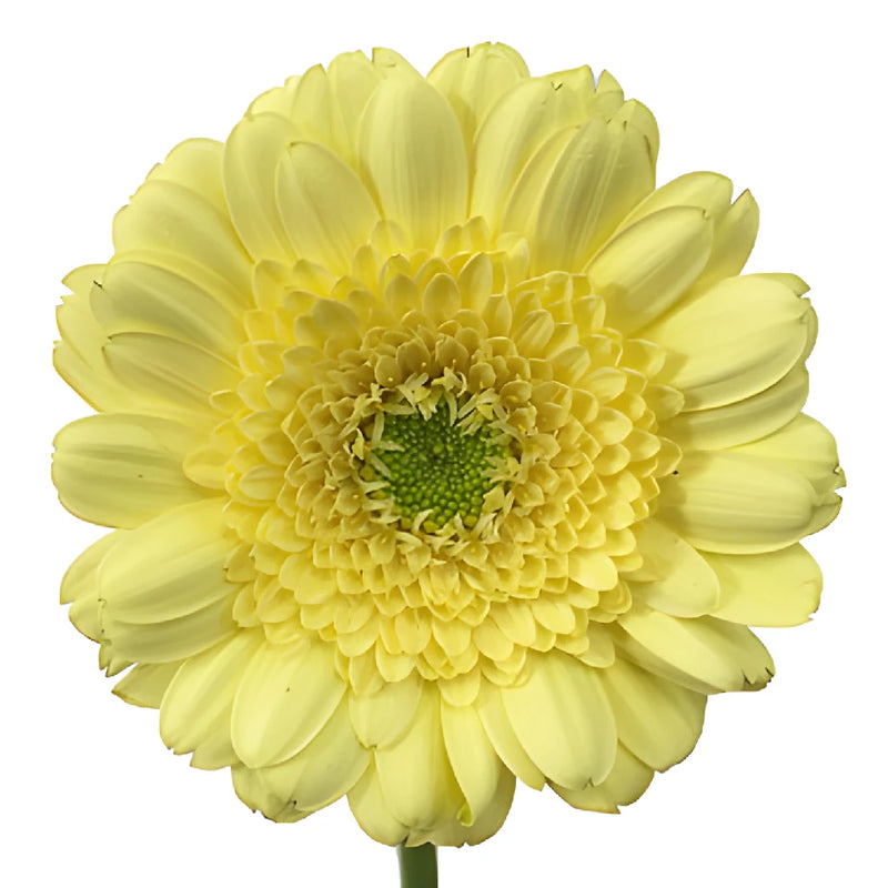 Soft Lemon Mini Gerbera Daisies
