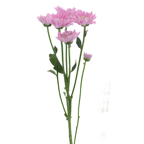 Soft Lilac Novelty Fresh Flower