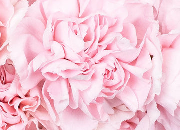 Blush Carnation Flower Up Close