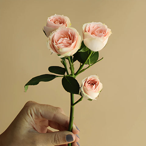 Pink Spray Rose Stem in a hand