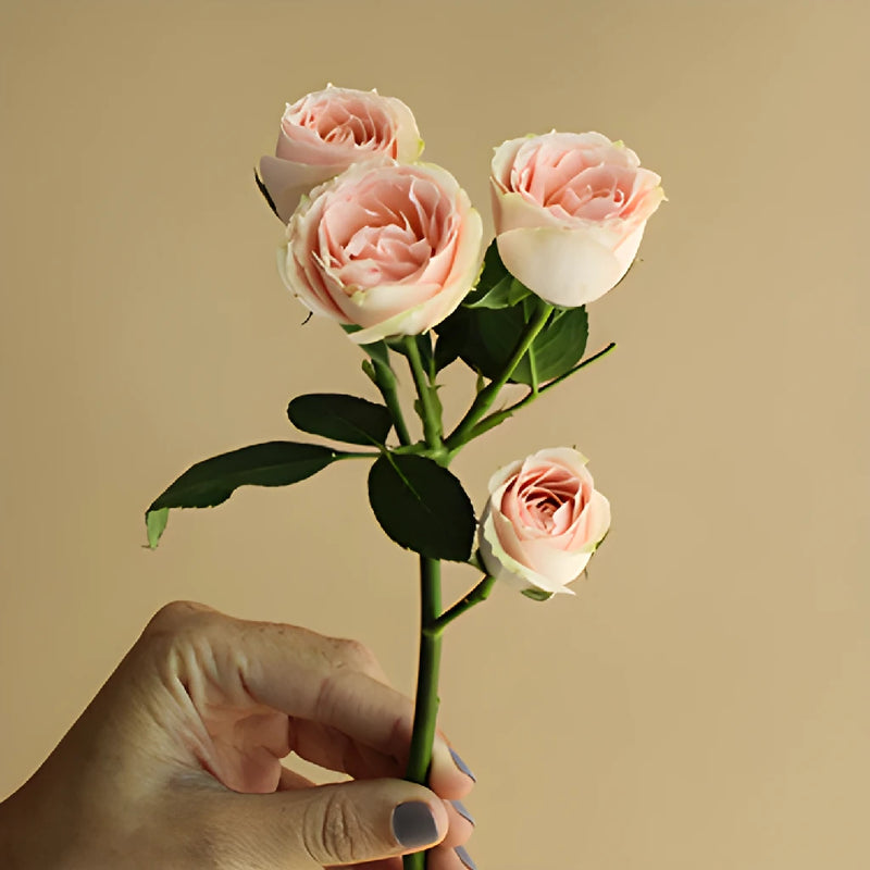 Pink Spray Rose Stem in a hand