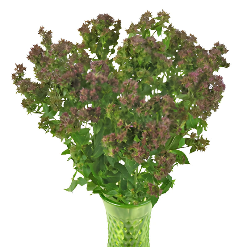 Soft Plum Creeping Phlox Flowers