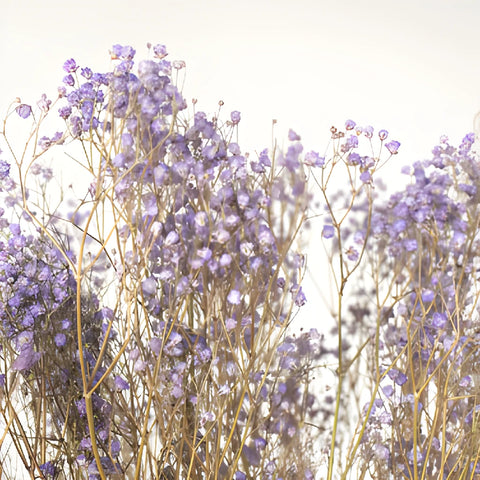 Soft Purple Dried Baby's Breath Flower