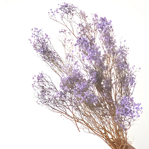 Soft Purple Dried Baby's Breath Flower