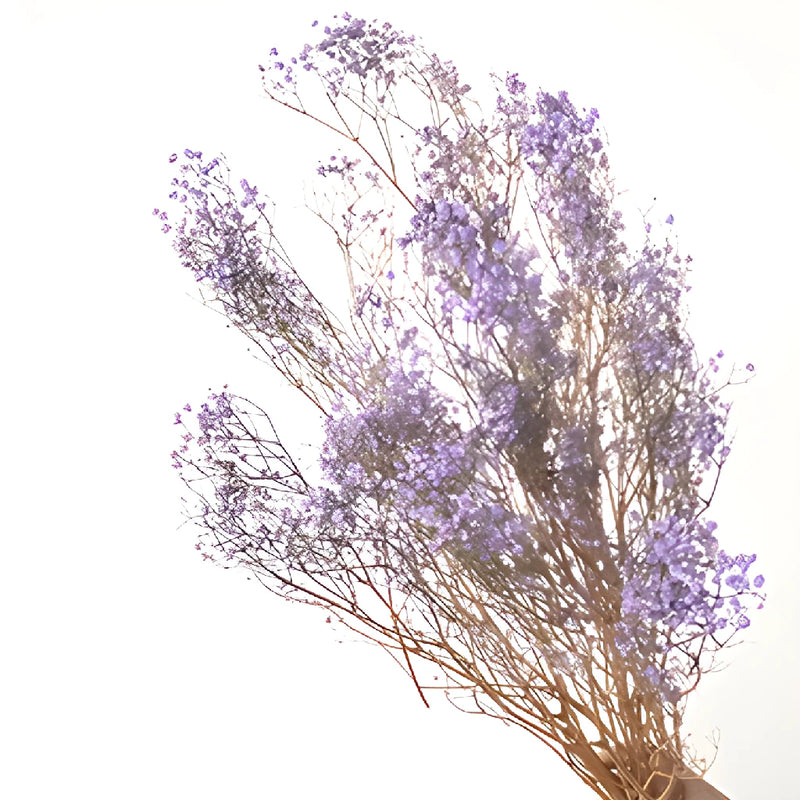 Soft Purple Dried Baby's Breath Flower