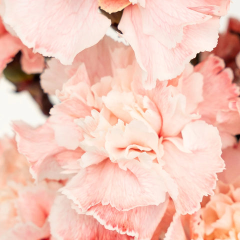 Red Dyed Carnation Flowers Close Up - Image