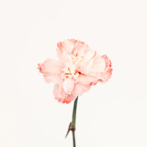 Red Dyed Carnation Flowers Stem - Image