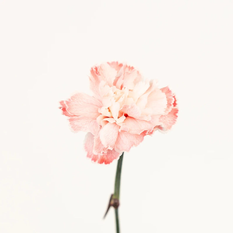 Red Dyed Carnation Flowers Stem - Image