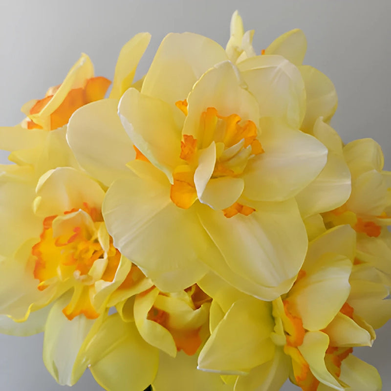 Soft Sunrise Daffodil Flowers