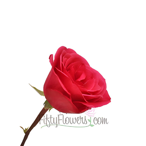 Solitaire Hot Raspberry Pink Rose