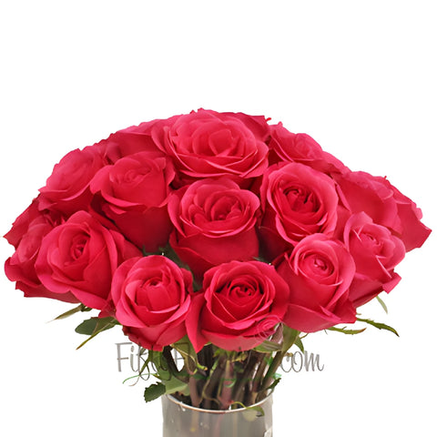 Solitaire Hot Raspberry Pink Rose