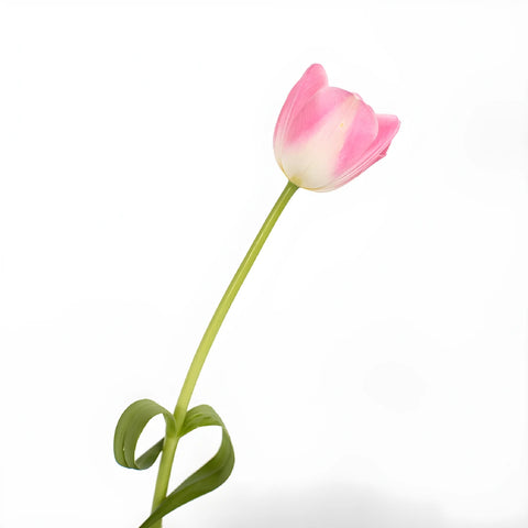Blush Bulk Tulip - Image