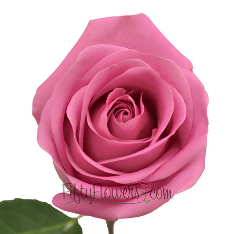 Soul Mate Medium Pink Rose