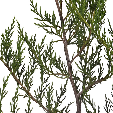 Southern Red Cedar Winter Greenery