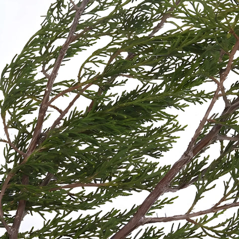 Southern Red Cedar Winter Greenery