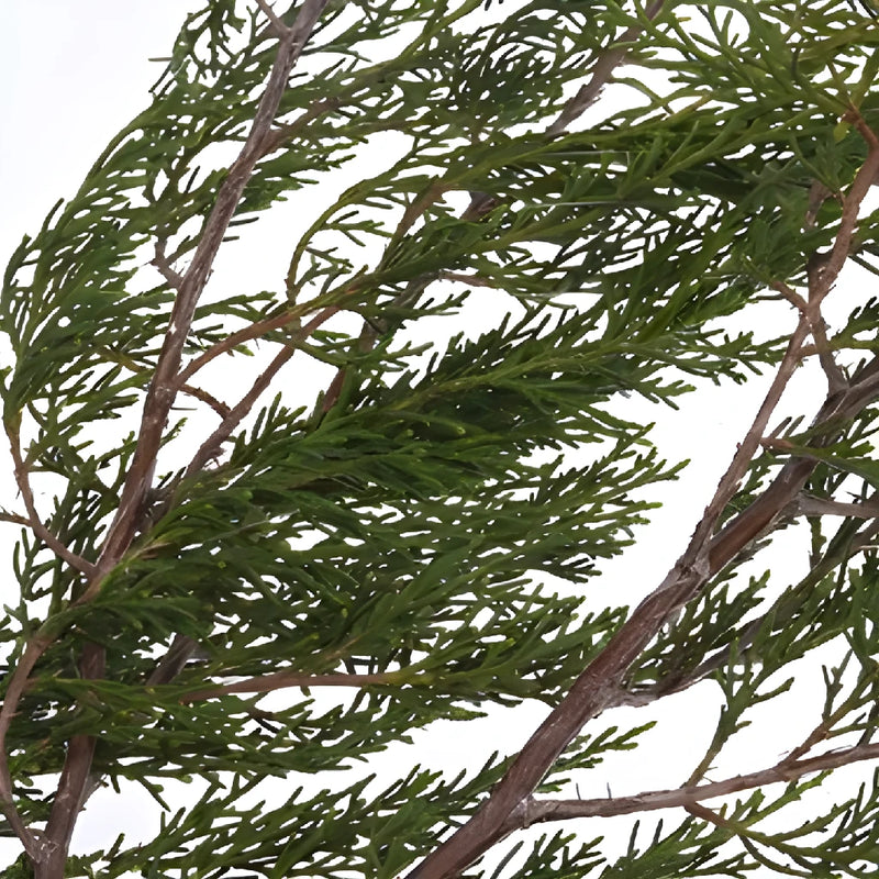 Southern Red Cedar Winter Greenery