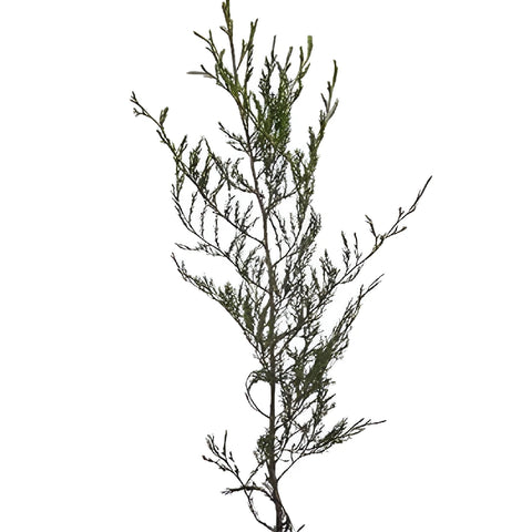 Southern Red Cedar Winter Greenery
