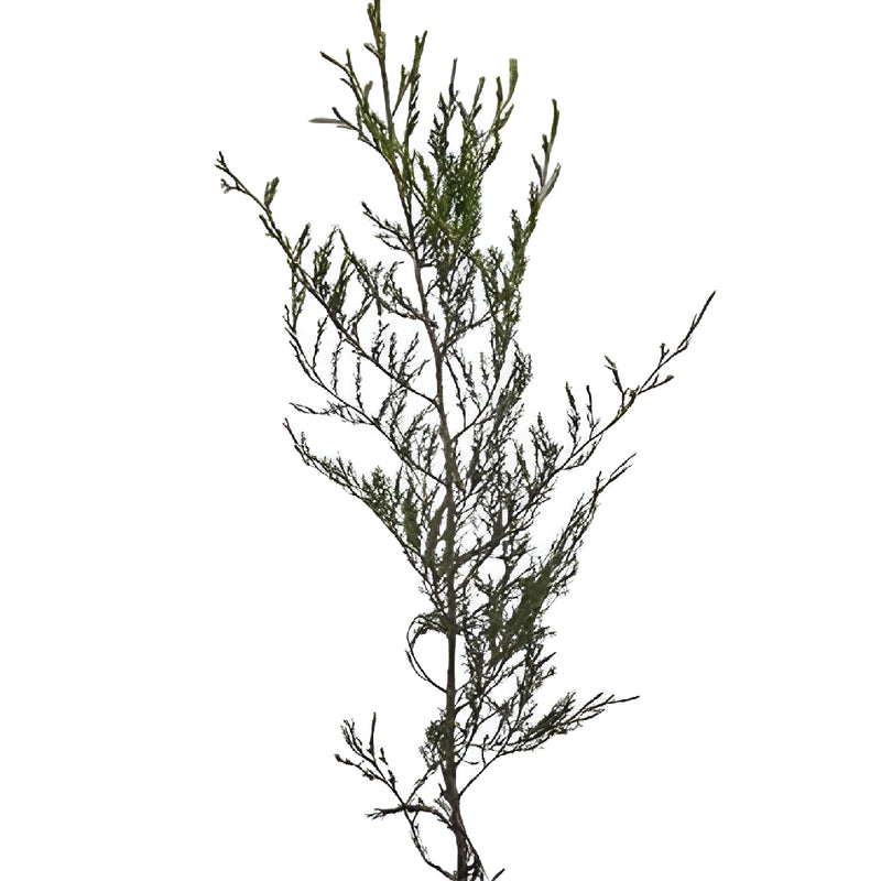 Southern Red Cedar Winter Greenery