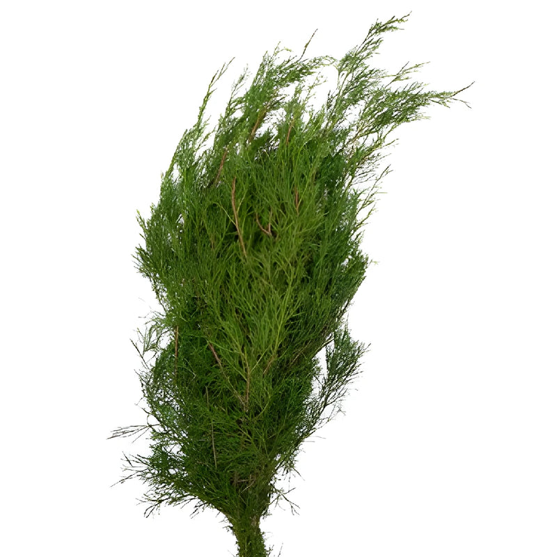 Southern Red Cedar Winter Greenery