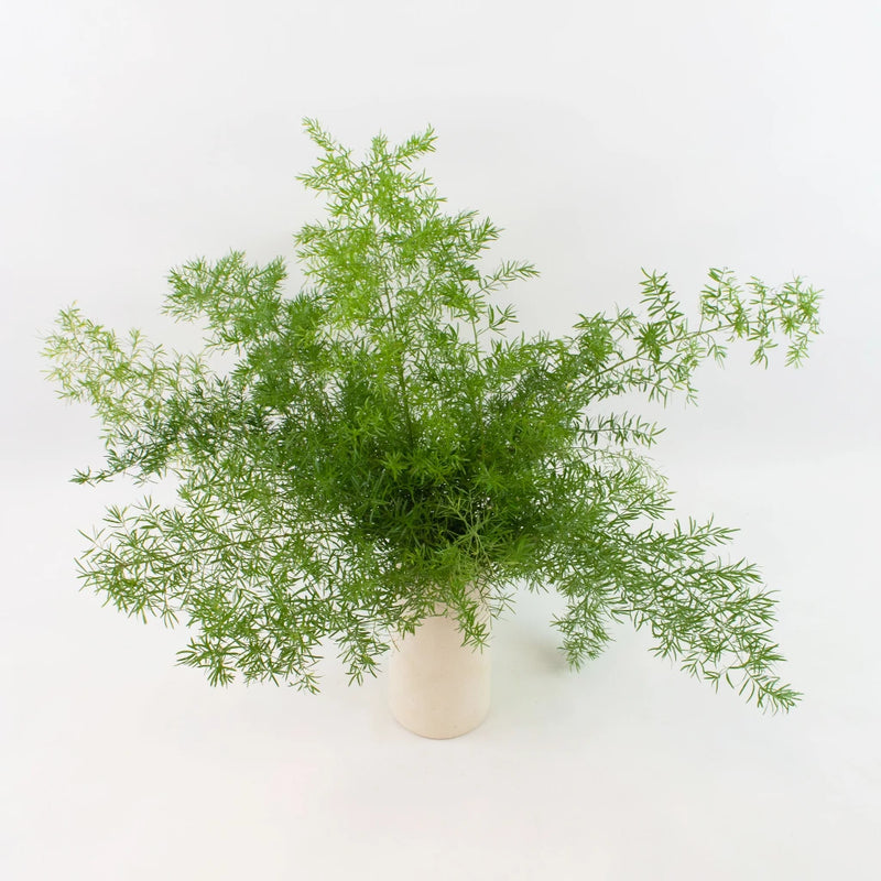 Green Springeri Greenery Bunch in Vase