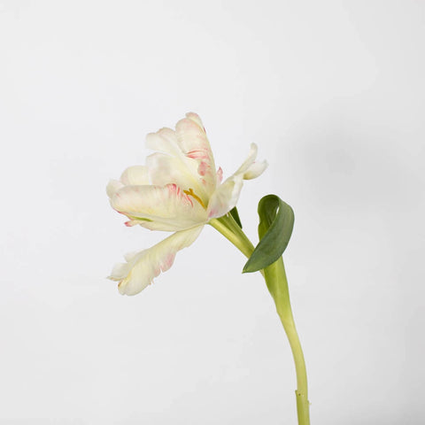 Pale Yellow Parrot Tulip Flower Stem