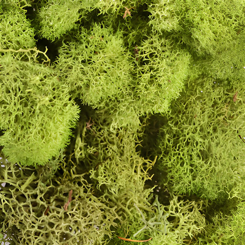 Spring Green Reindeer Moss