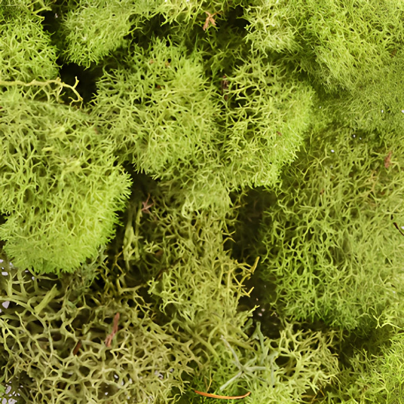 Spring Green Reindeer Moss