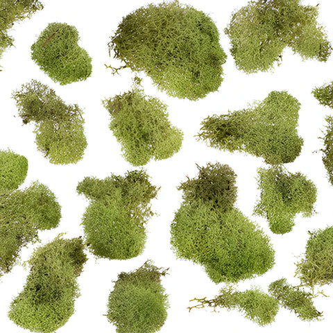 Spring Green Reindeer Moss