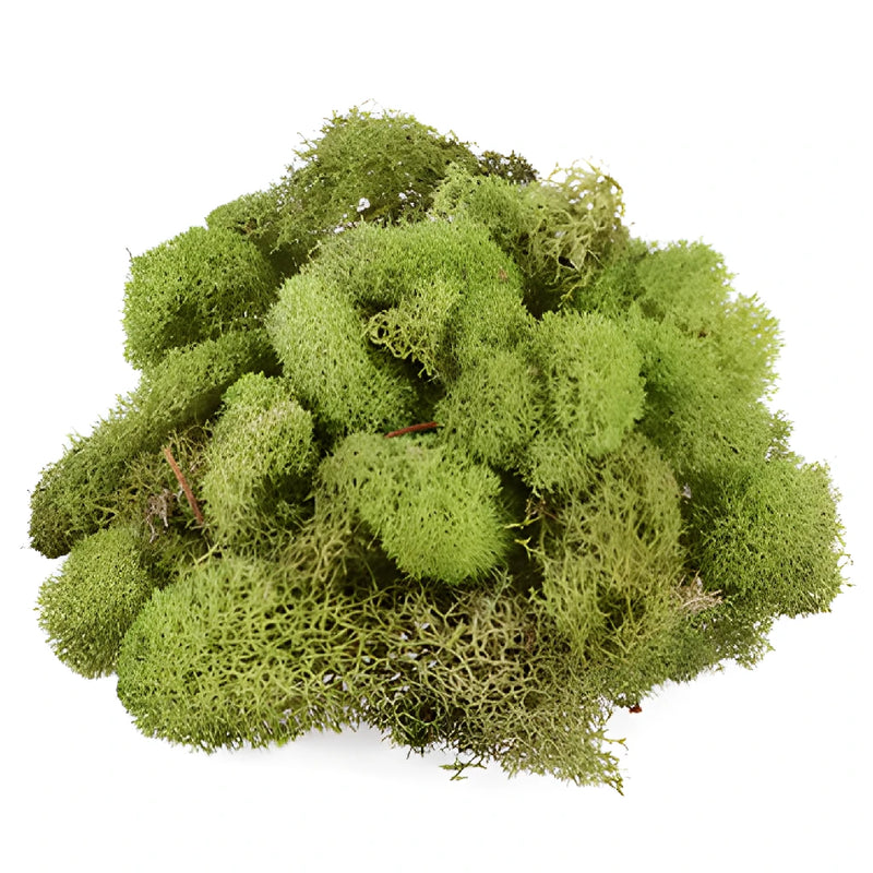 Spring Green Reindeer Moss