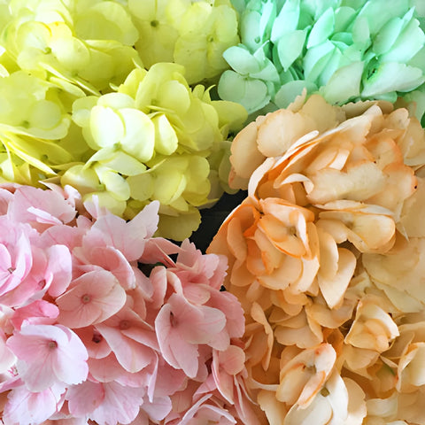 Spring Mix Hydrangea Wholesale Flower Up close