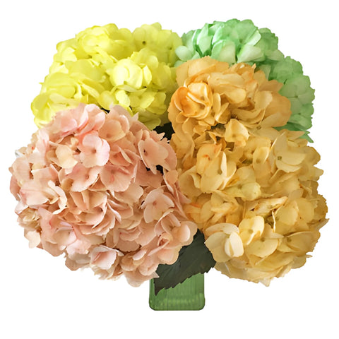 Spring Mix Hydrangea Wholesale Flower In a vase