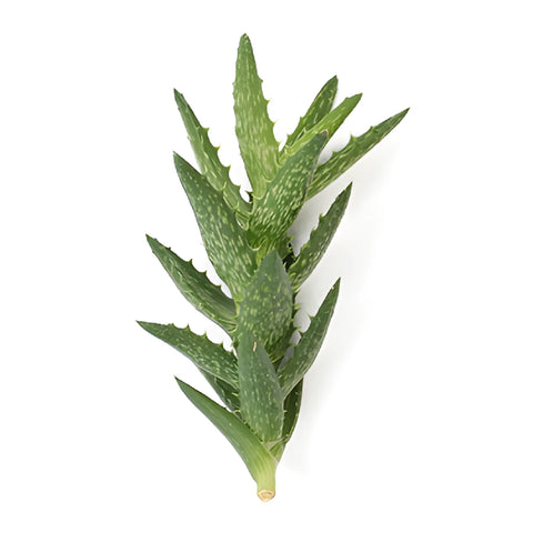 Squarrosa Aloe Designer Succulents