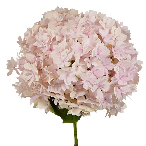 Blush Hydrangea Stem View
