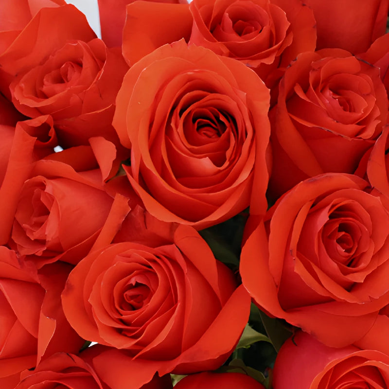 Star 2000 Orange Rose