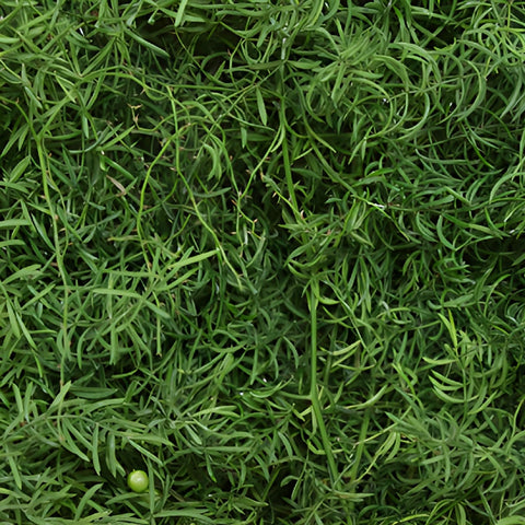 Wedding greenery star asparagus fresh cut greens sold near me