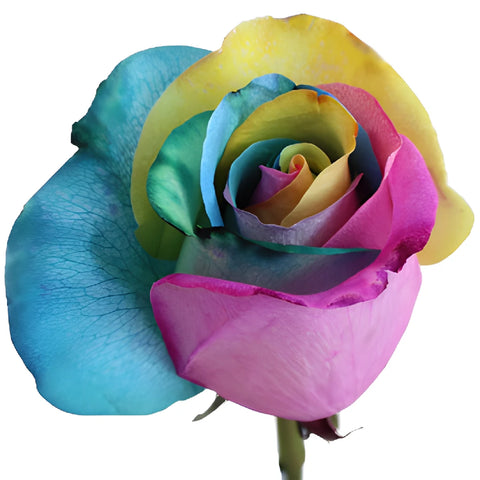 Star Burst Tinted Rainbow Roses