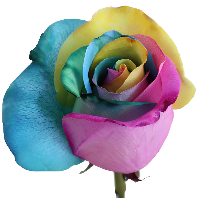Star Burst Tinted Rainbow Roses