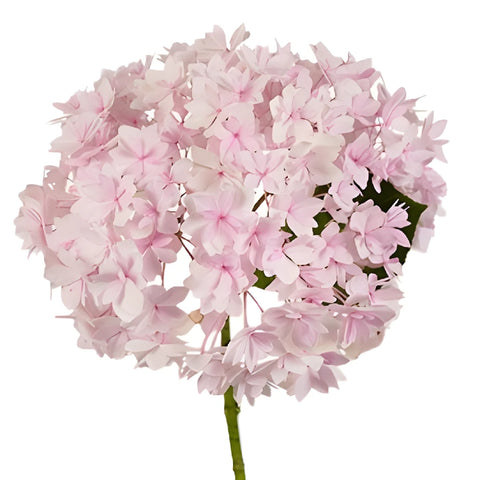 Light Blush Hydrangea Stem View