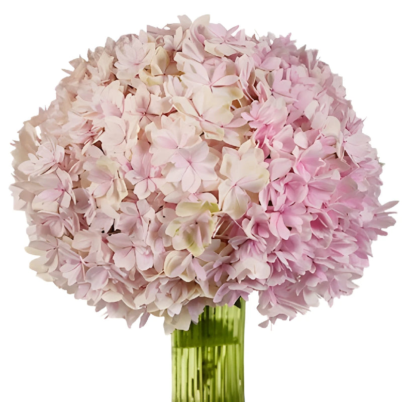 Blush Hydrangea Wholesale Flower In a vase