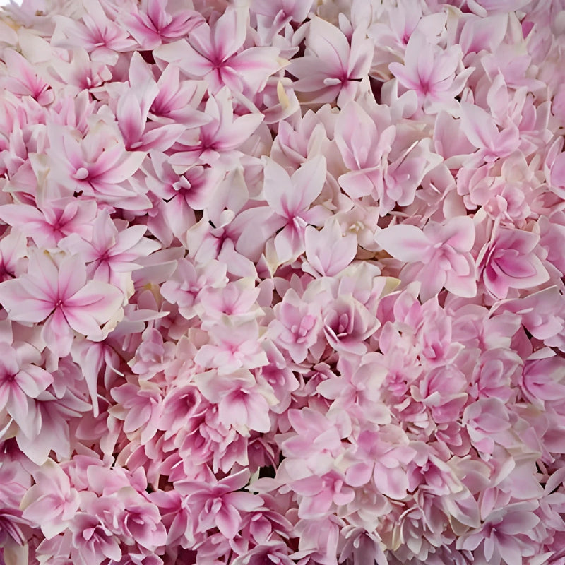 Strawberry Blush Hydrangea Wholesale Flower Up close