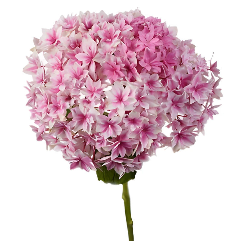 Strawberry Blush Hydrangea Stem View