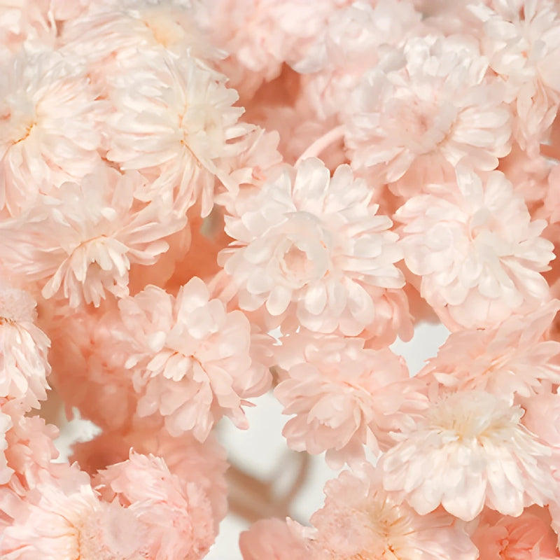 Blush Dried Italian Straw Flower