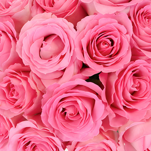 Strawberry Taffy Sweetheart Roses