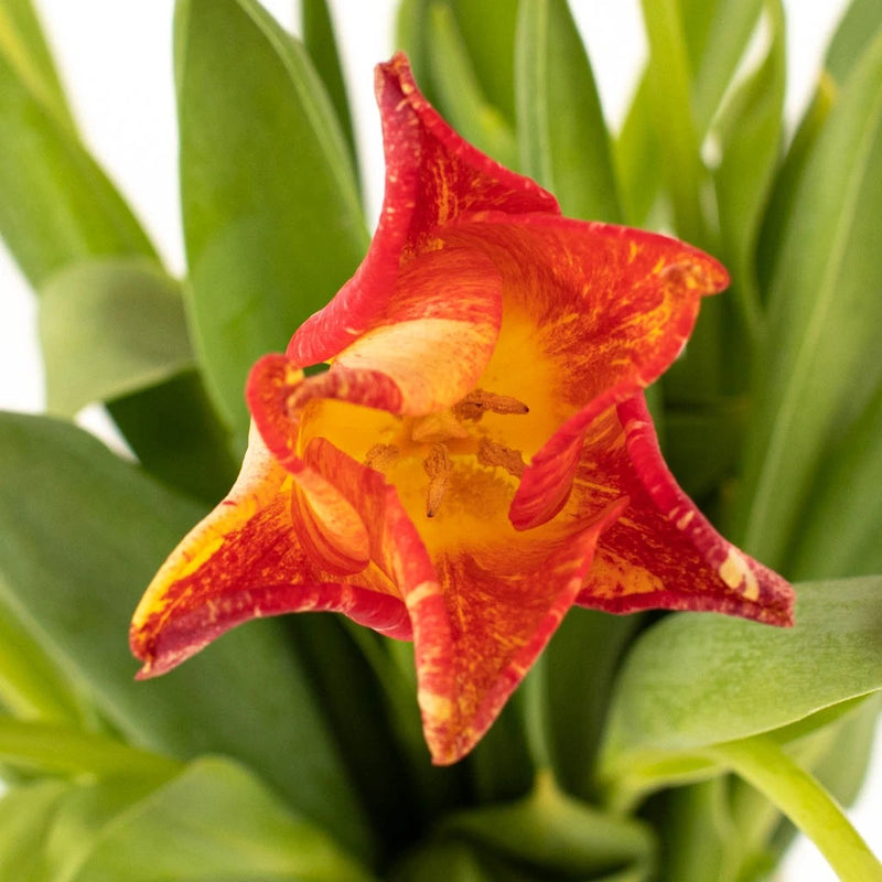 Striped Crown Lily Novelty Tulip Stem - Image