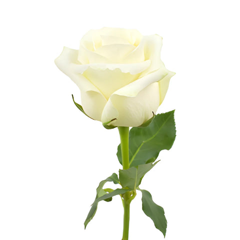 Sublime Champagne Rose Wholesale