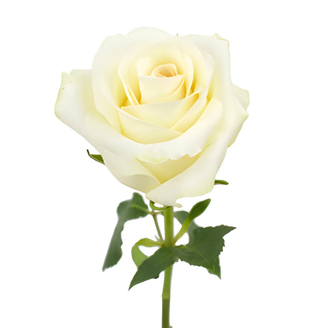 Sublime Champagne Rose Bloom