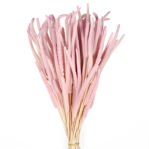 Blush Dried Timothy Grass