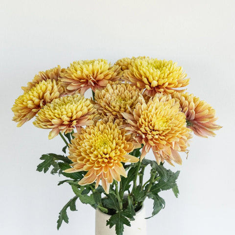 Salmon Oefa Vase - Image