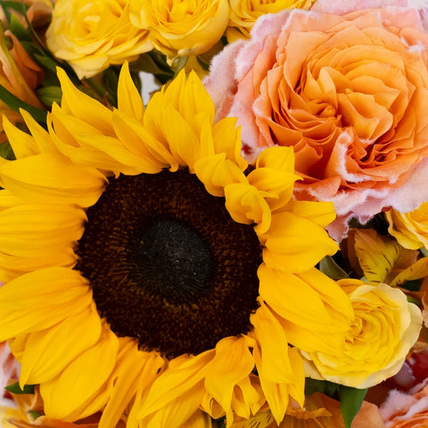 Sunny Velvet Flower Diy Flower Kit Close Up - Image