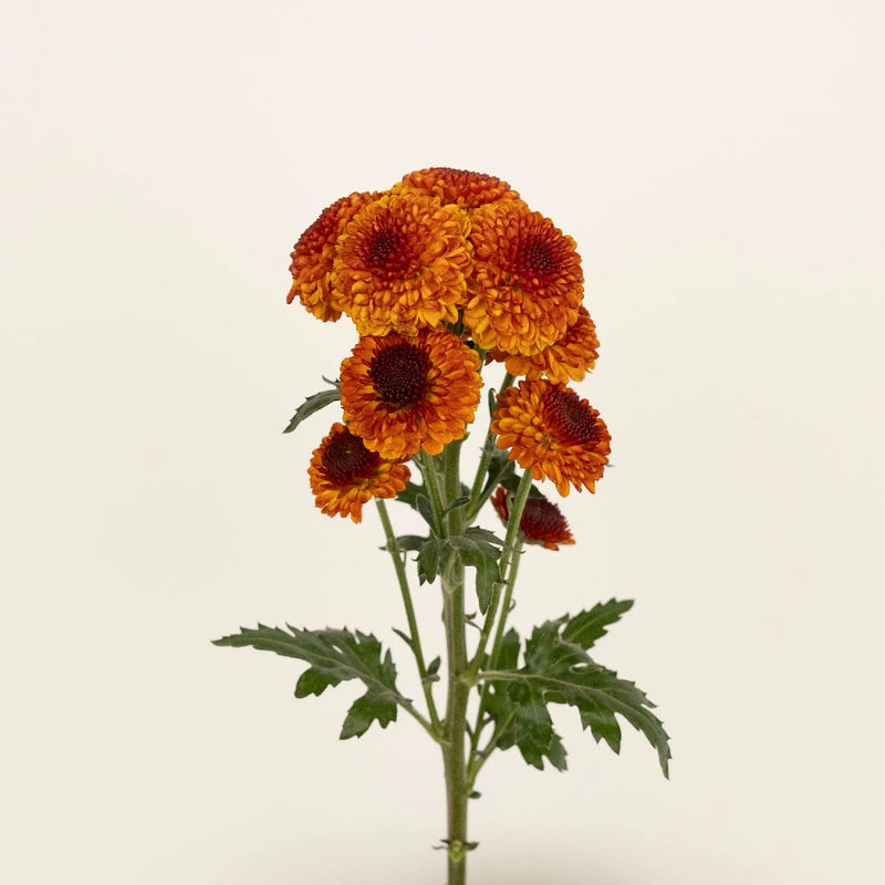 Draco Stem - Image